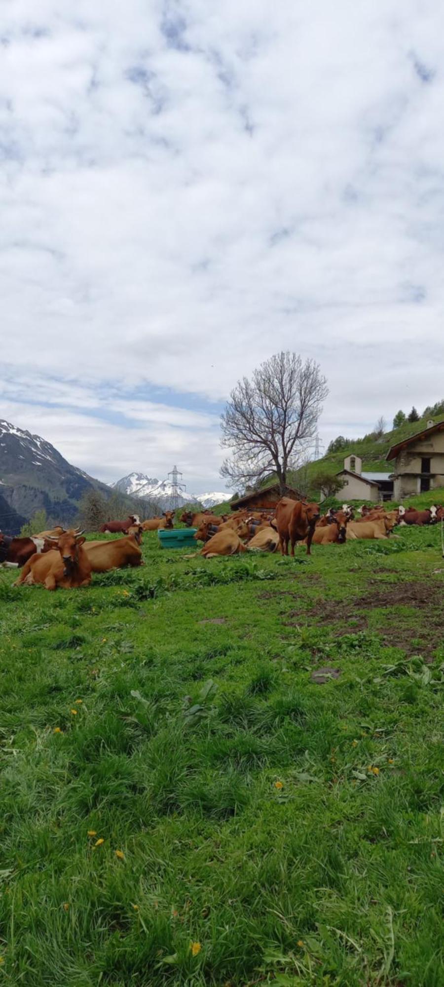 Apartament Les Campanules Bourg-Saint-Maurice Zewnętrze zdjęcie